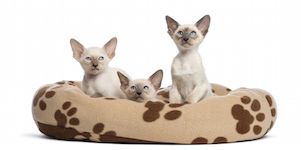 Лежаки для кошек